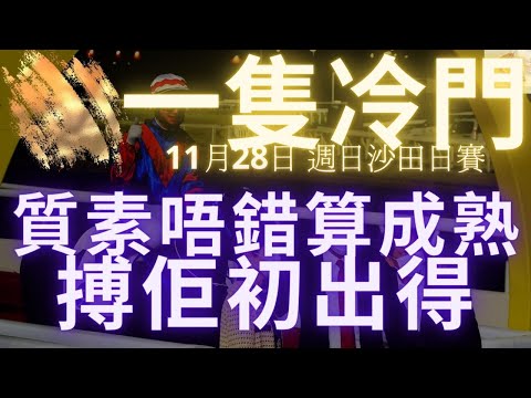 我鍾意週日有一匹初出馬，喺香港適應唔錯，搏佢一出即刻跑得好！（2021年11月28日 沙田日賽）