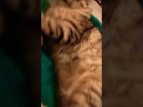 #lovely #animalsfunny #animals #vid #lol