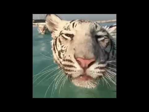 (FREE) The Limba x Andro x Tyga Type Beat - "Toxica" | Type Beat 2020 (prod. DJBISHU)