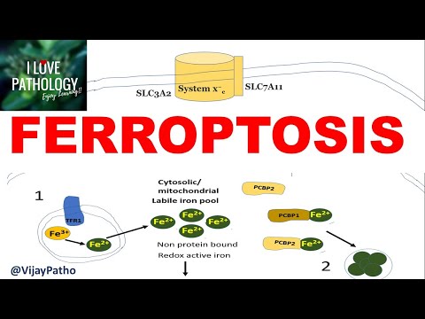 FERROPTOSIS
