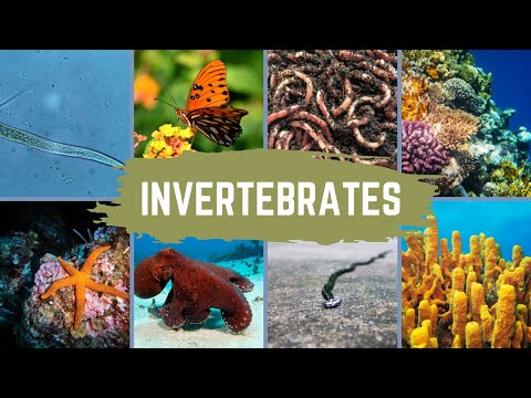 Invertebrate Characteristics and Phyla