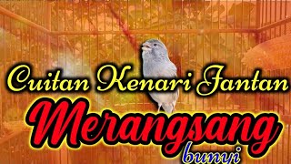 Download lagu CUITAN KENARI JANTAN MERANGSANG BUNYI KENARI STRES MACET BUNYI mp3