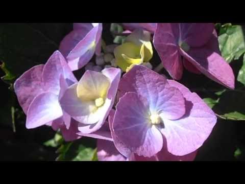Hortensia: Hydrangea macrophylla