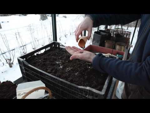 Vinterså dina grönsaker och skörda i vår