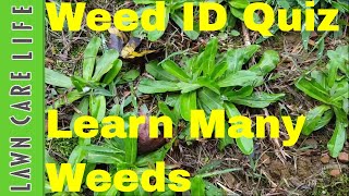 Weed Identification Quiz  - Test Your Knowledge on Lawn Weeds