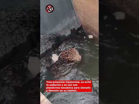 ⚠️ Rescatan a jaguar atrapado en canal de central eléctrica en Brasil