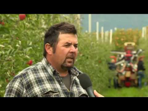 VALLI DEL NOCE: LA FORZA DELLA MELA DI MONTAGNA