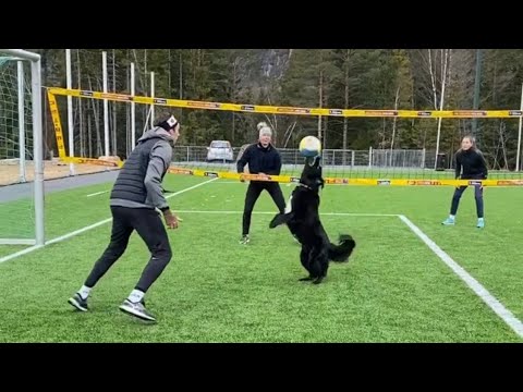 ORIGINAL VIDEO: Kiara the Volley Dog playing 2 vs. 2 Volleyball!