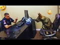 I Dare You Not To LAUGH At These FUNNY DOGS Best Funny Animals Videos 2024 2025 56