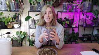 Fatsia SpiderWeb