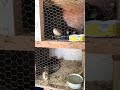 DIY CHICKEN PEN 🥰 #chicken #chicks #animals #chickenfeed #petsathome #petlovers #pets