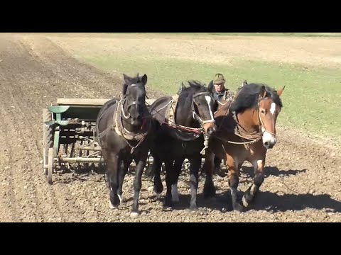 Plattdütsch underwegens - Eckhard Lesse un siene Päre in Groot Brunsro´e