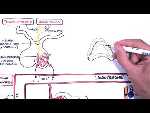 Hormones in body fluid homestasis (ADH/vasopressin, Aldosterone and Natriuretic peptides)