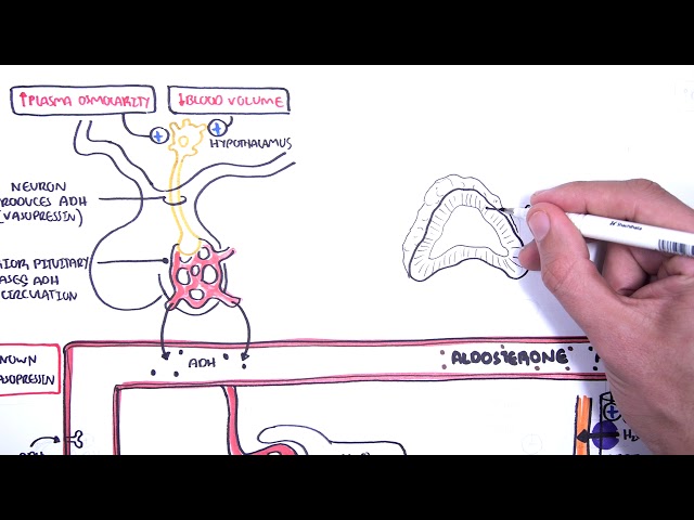 Hormones in body fluid homestasis (ADH/vasopressin, Aldosterone and Natriuretic peptides)