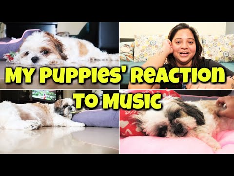 My Puppies' Reaction To Music | My Puppies' Morning Mood And Music | My Message To Every Bully Video