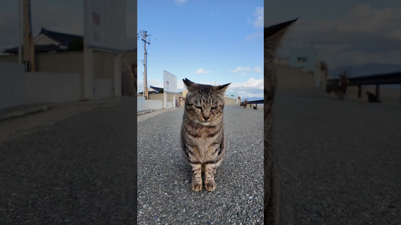 海沿いの道を歩いていたら猫が向こうから歩いてきた