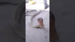 Download lagu ular Tedung selar jinak.. #kingcobra #tedungselar mp3