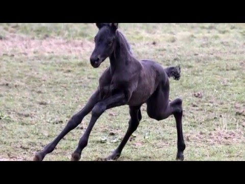 www.sporthorses-online.com 2016 black Hanoverian filly by MILLENIUM for sale