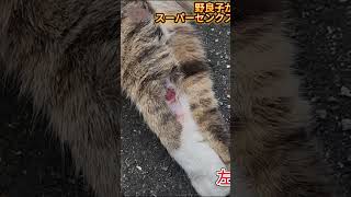 左手のケガ】野良猫の野良子が怪我しました！ちゅーるは上げてません！