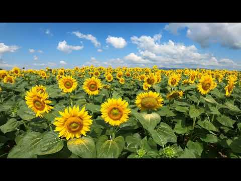 Danny Wright - Piano Moments: The 60s [Full Album Visualizer 4K]