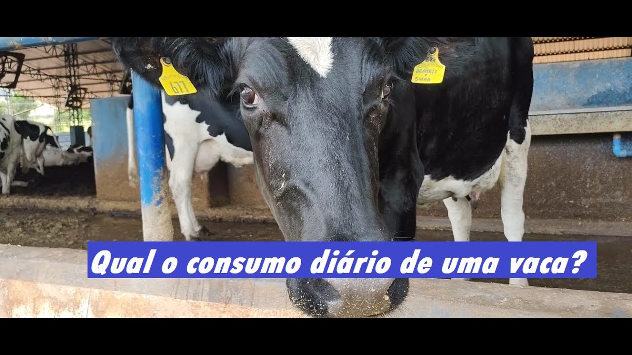 🐄QUAL A QUANTIDADE DE COMIDA QUE UMA VACA LEITEIRA COME POR DIA?🐄