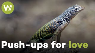 Male lizard does push-ups to impress Females - Lizards of the Desert
