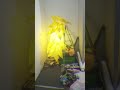 TIK TOK SUPER SAIYAN 3 HAIR WIG GLOWING