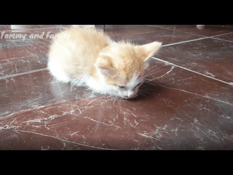 Rescue Kitten Having Seizure | Menyelamatkan Anak Kucing Kejang