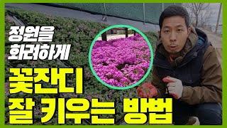 꽃잔디 잘 키우는 방법 알려드립니다! ( 식재시기, 특징, 장소, 번식 )