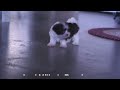 Havanese dogs for sale: Freddy - Video 1