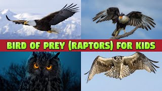 BIRDS OF PREY - KIDS GUIDE TO RAPTORS (BIRDS OF PREY)