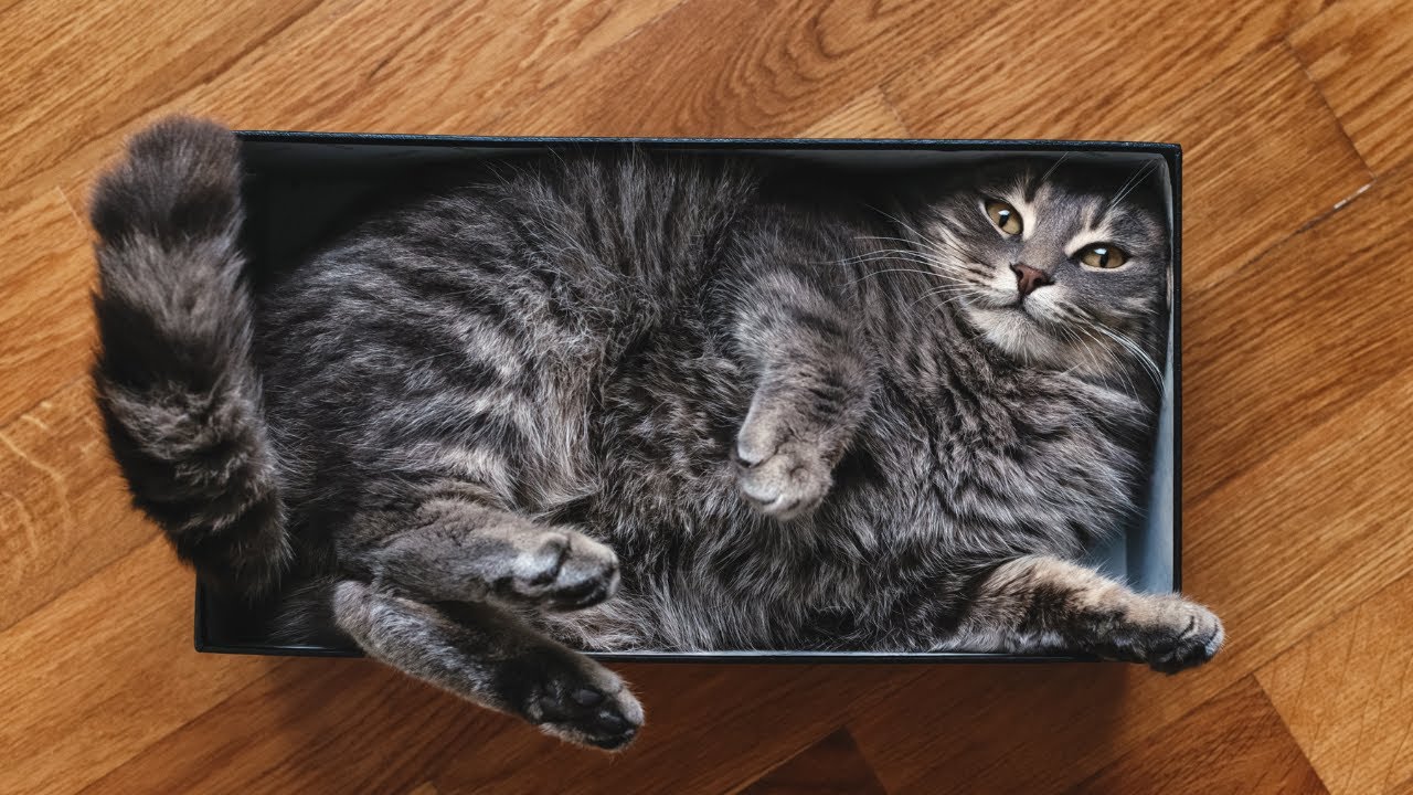 Cat Boxes: The True (and Disturbing) Reason Cats Love Boxes