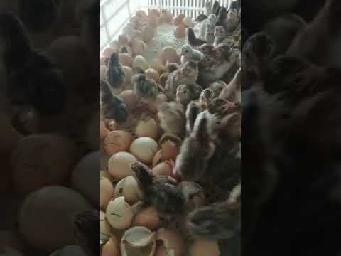 Guineafowls and jimica multicolor guineafowl breed day old c...