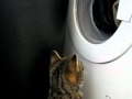 Cat Playing Washing Machine
