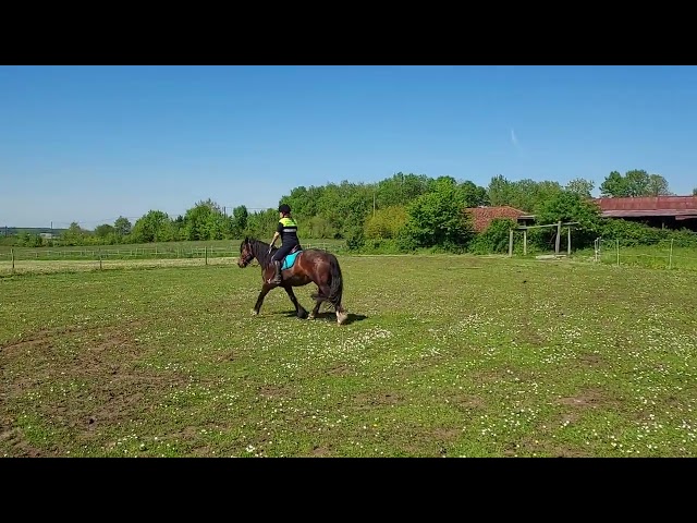 jument irish cob par bred  8 ans