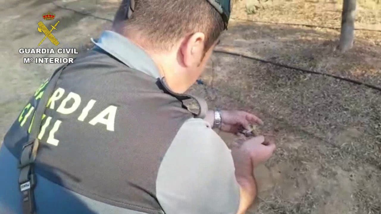 Watch 2017-09-19_caza_furtiva_huelva Now 2017-09-19_caza_furtiva_huelva