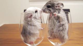 Два бокала шиншилл