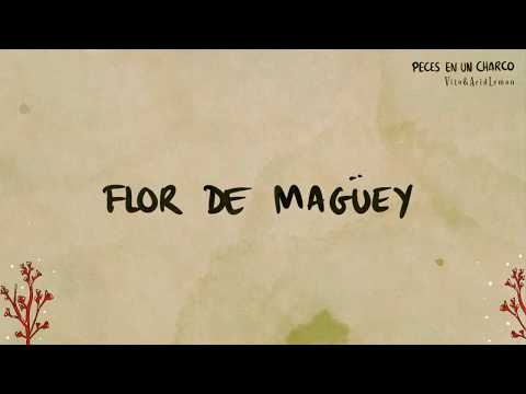 Flor de maguey
