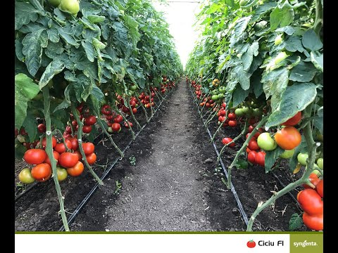 , title : 'Hibrid tomate (rosii) nedeterminate Ciciu F1/Dinakor F1/Beldine F1 Toleranță la TSWV'
