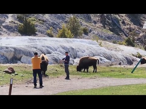 Tourists filmed too close to bison in Yellowstone National Park