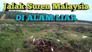 Download lagu Burung jalak suren malaysia di alam liar//Malaysian starlings and white storks in the wild mp3 Download lagu Burung jalak suren malaysia di alam liar//Malaysian starlings and white storks in the wild mp3