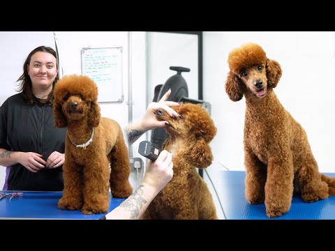 Poodle Full Groom - Dog Grooming Tutorial