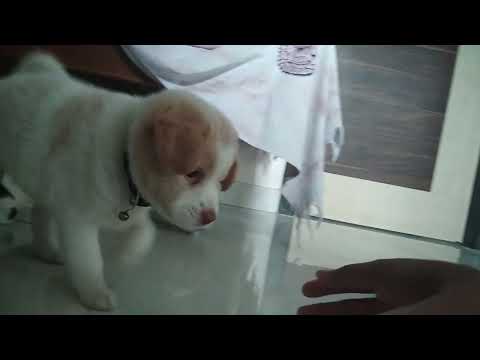 my little babies🐶❤