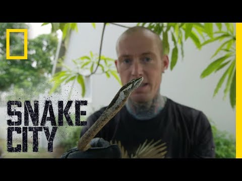 Vine Snake Up a Tree | Snake City