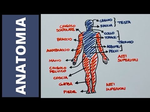 Introduction to human anatomy