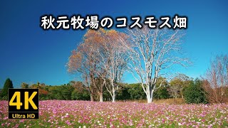 秋元牧場のコスモス畑 2023