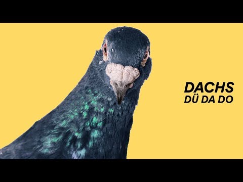 Dachs - DüDaDo (Official Video)