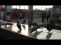 Птицы на Курском вокзале Сентябрь, 2014 