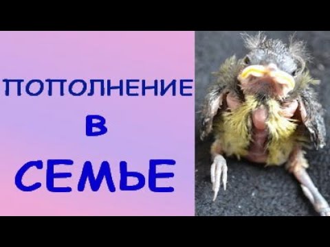 17 день ВЫКАРМЛИВАЕМ ПТЕНЦА синицы:ВЫПАЛ из гнезда.VLOG  19.