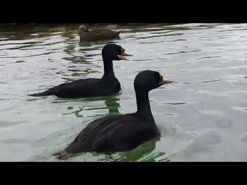 Common scoter (Melanitta nigra) courtship display and "scooting" behaviour